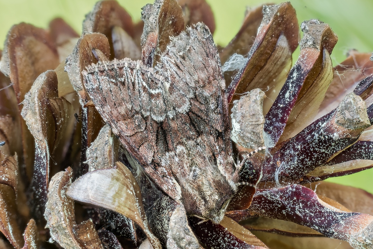 Pietnowka kapustnica (Mamestra brassicae) (5)
